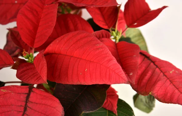 Красный Poinsettia Рождественское Растение Изолированным Белым Фоном Хорошо Известен Своей — стоковое фото