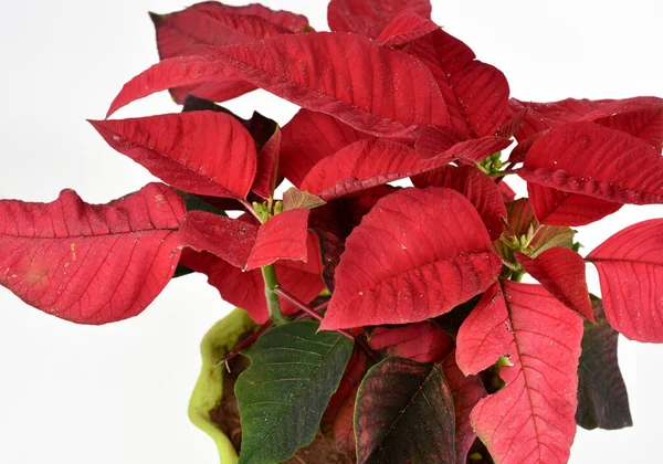 红色点点圣诞植物与孤立的白色背景 它以其红绿相间的叶子而闻名 — 图库照片