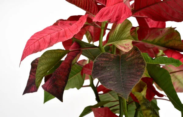 Poinsettia Roja Planta Navidad Con Fondo Blanco Aislado Bien Conocido —  Fotos de Stock