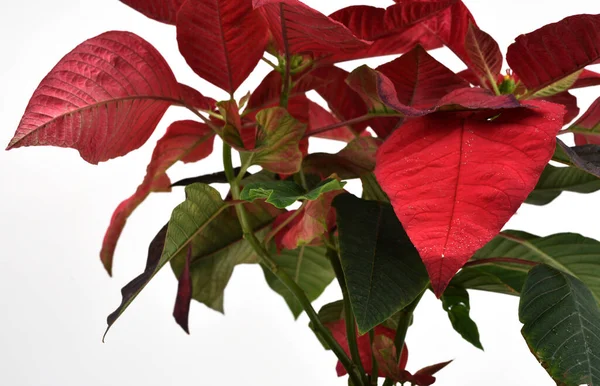 红色点点圣诞植物与孤立的白色背景 它以其红绿相间的叶子而闻名 — 图库照片