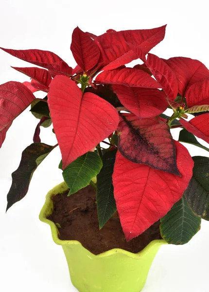 Poinsettia Roja Planta Navidad Con Fondo Blanco Aislado Bien Conocido —  Fotos de Stock