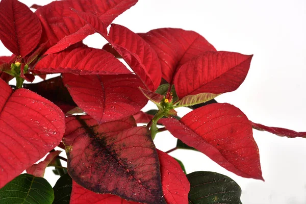 Poinsettia Roja Planta Navidad Con Fondo Blanco Aislado Bien Conocido —  Fotos de Stock