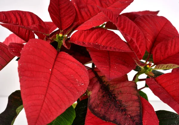 Roter Weihnachtsstern Weihnachtspflanze Mit Isoliertem Weißen Hintergrund Ist Bekannt Für — Stockfoto