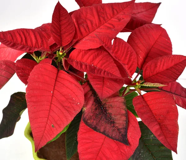 Poinsettia Roja Planta Navidad Con Fondo Blanco Aislado Bien Conocido —  Fotos de Stock