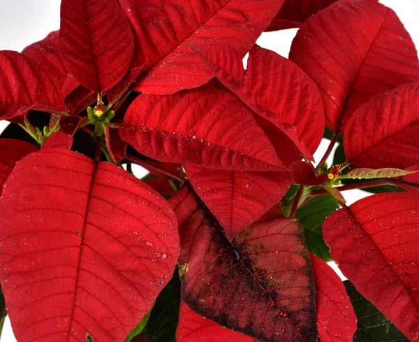 Roter Weihnachtsstern Weihnachtspflanze Mit Isoliertem Weißen Hintergrund Ist Bekannt Für — Stockfoto