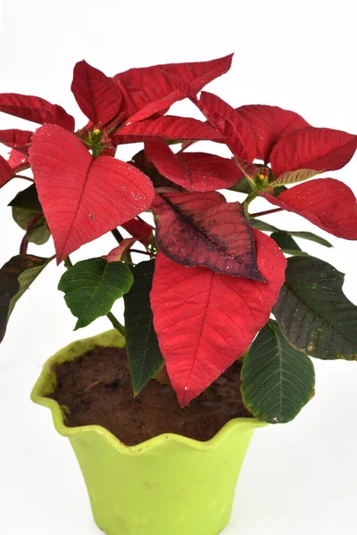 Poinsettia Roja Planta Navidad Con Fondo Blanco Aislado Bien Conocido —  Fotos de Stock