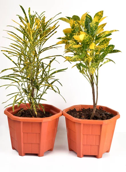 Plantas Interior Verdes Amarillas Para Decoración Aislada Blanco — Foto de Stock