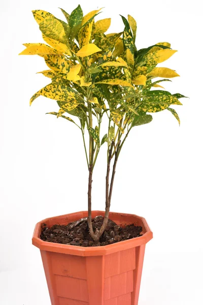Planta Interior Verde Amarilla Para Decoración Aislada Blanco — Foto de Stock