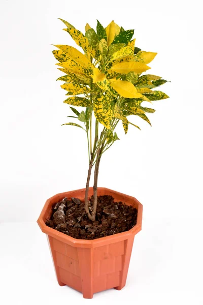Planta Interior Verde Amarilla Para Decoración Aislada Blanco — Foto de Stock