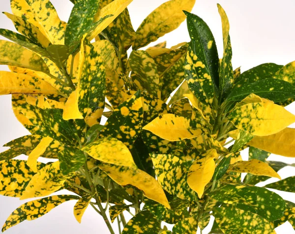 Planta Interior Verde Amarilla Para Decoración Aislada Blanco —  Fotos de Stock