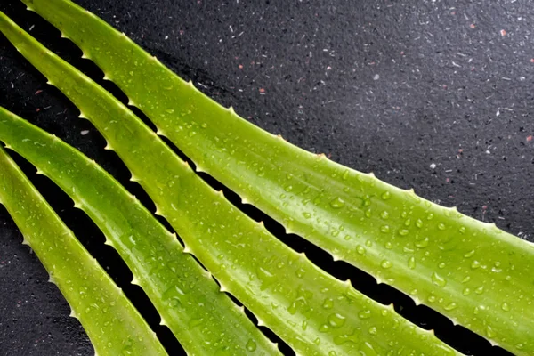 Świeże Liście Aloesu Kroplami Wody Jest Bardzo Przydatny Lek Ziołowy — Zdjęcie stockowe