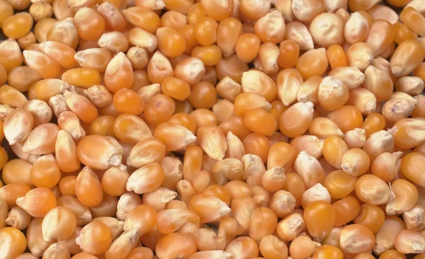 Ahşap arka planda patlamamış mısır yığını