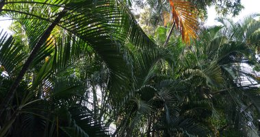 Yeşil bitkilerle kaplı taş duvarlı merdivenler.