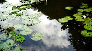 Nilüfer yapraklı gölet suyuna yakın çekim
