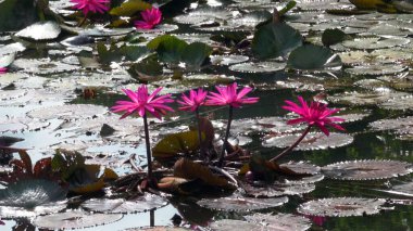 Birçok çiçek açan nilüfer çiçekleri, aynı zamanda su nilüferleri olarak da bilinir.