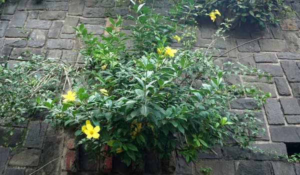 白天公园里开黄花的绿色植物 — 图库照片