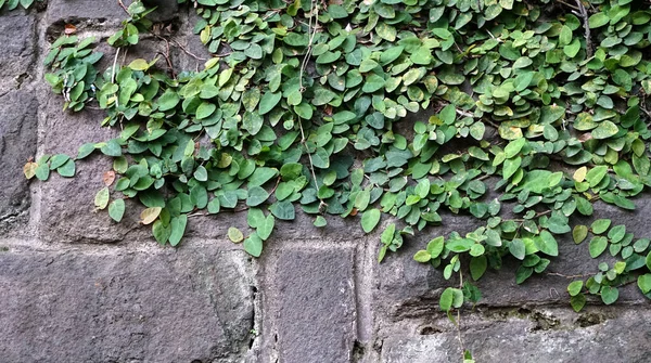 Pared Piedra Cubierta Por Plantas Verdes — Foto de Stock