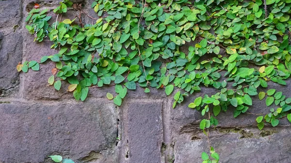 Pared Piedra Cubierta Por Plantas Verdes — Foto de Stock