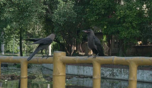 熱帯公園の竹垣に座るカラス — ストック写真