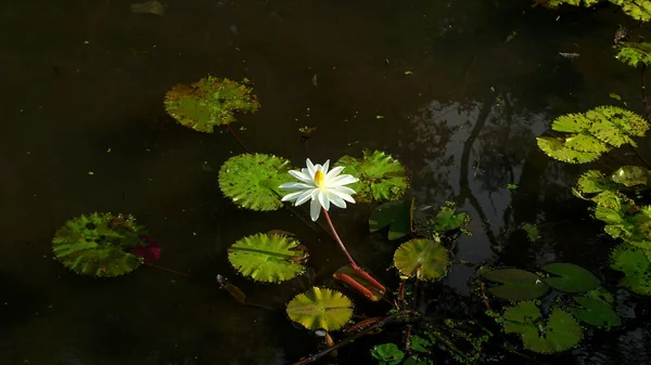 Muchas Flores Loto Que Florecen Lago También Llama Nenúfares —  Fotos de Stock