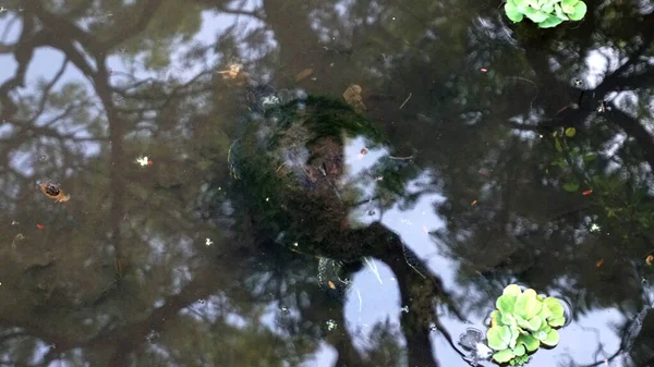 Closeup Turtle Swimming River — Stock Photo, Image