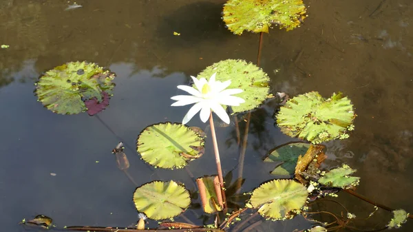 Muchas Flores Loto Que Florecen Lago También Llama Nenúfares —  Fotos de Stock