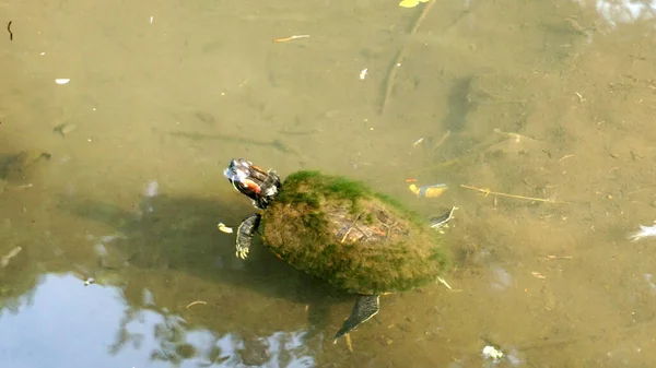 Großaufnahme Von Schildkröte Die Fluss Schwimmt — Stockfoto