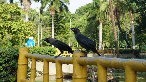Krähen Sitzen Auf Bambuszaun Tropischen Park — Stockfoto