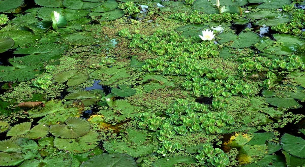 湖に咲く蓮の花も多く 睡蓮とも呼ばれます — ストック写真