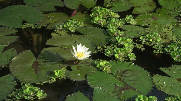 湖に咲く蓮の花も多く 睡蓮とも呼ばれます — ストック写真