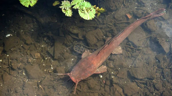 Fish swimming in river at daytime