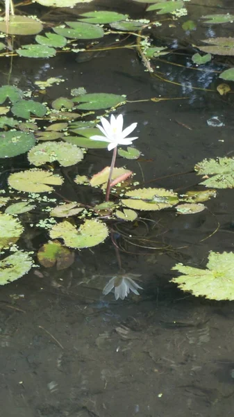 湖に咲く蓮の花も多く 睡蓮とも呼ばれます — ストック写真