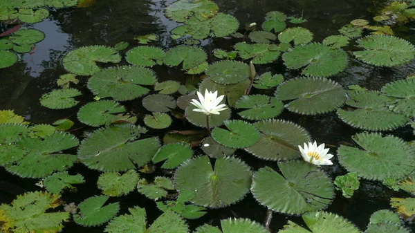 湖に咲く蓮の花も多く 睡蓮とも呼ばれます — ストック写真