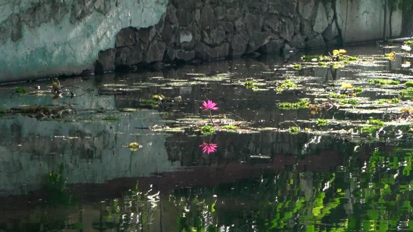 호수에 연꽃들 수련이라고 도불리는 — 스톡 사진