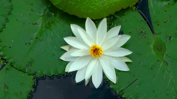 Beaucoup Fleurs Lotus Fleurissent Dans Lac Également Appelé Nénuphars — Photo