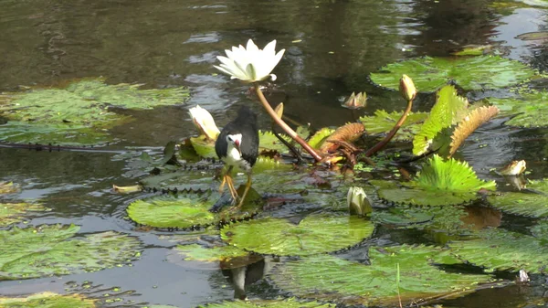 湖に咲く蓮の花に座って鳥 それはまた 睡蓮と呼ばれる — ストック写真