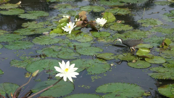 湖に咲く蓮の花に座って鳥 それはまた 睡蓮と呼ばれる — ストック写真