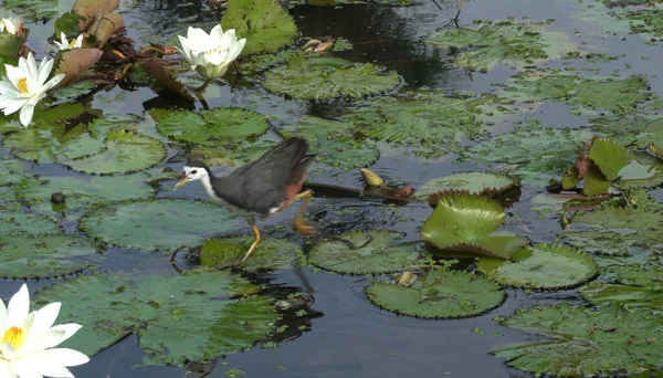 湖に咲く蓮の花に座って鳥 それはまた 睡蓮と呼ばれる — ストック写真