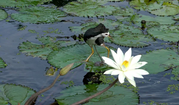 湖に咲く蓮の花に座って鳥 それはまた 睡蓮と呼ばれる — ストック写真