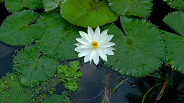 Muchas Flores Loto Que Florecen Lago También Llama Nenúfares — Foto de Stock