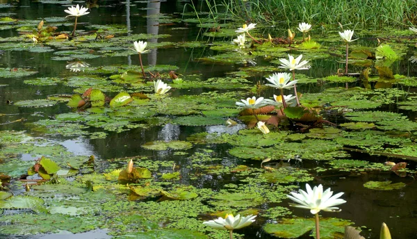 湖に咲く蓮の花も多く 睡蓮とも呼ばれます — ストック写真