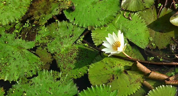 호수에 연꽃들 수련이라고 도불리는 — 스톡 사진