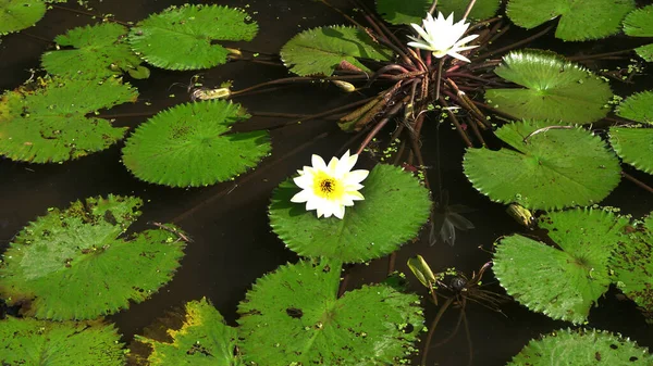 湖に咲く蓮の花も多く 睡蓮とも呼ばれます — ストック写真