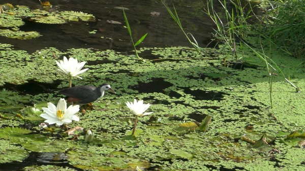 湖に咲く蓮の花に座って鳥 それはまた 睡蓮と呼ばれる — ストック写真