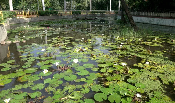 Muitas Flores Lótus Florescendo Lago Também Chamado Waterlilies — Fotografia de Stock