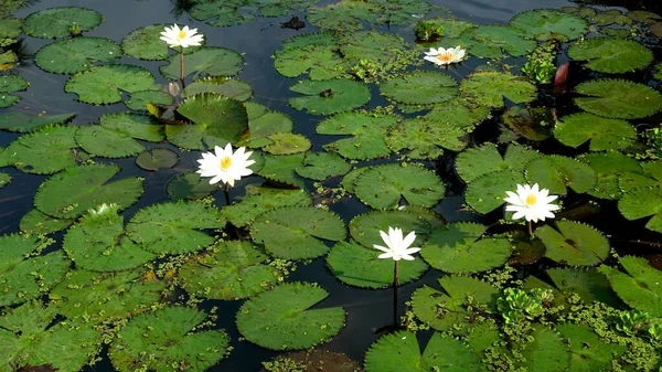 湖に咲く蓮の花も多く 睡蓮とも呼ばれます — ストック写真