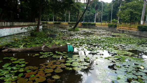 Rybník Zelenými Rostlinami Dne Městském Parku — Stock fotografie