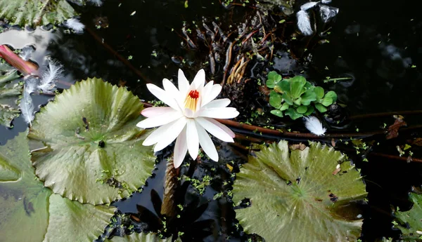 湖に咲く蓮の花も多く 睡蓮とも呼ばれます — ストック写真