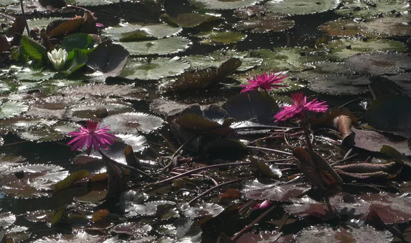 Багато Квітучих Квітів Лотоса Цвітуть Озері Також Називають Водяними Ліліями — стокове фото