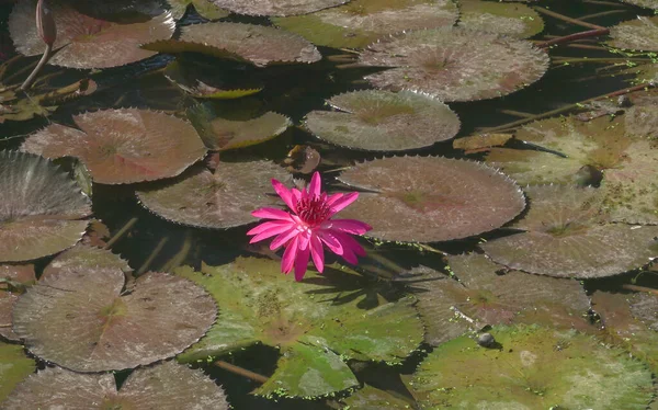 湖に咲く蓮の花も多く 睡蓮とも呼ばれます — ストック写真